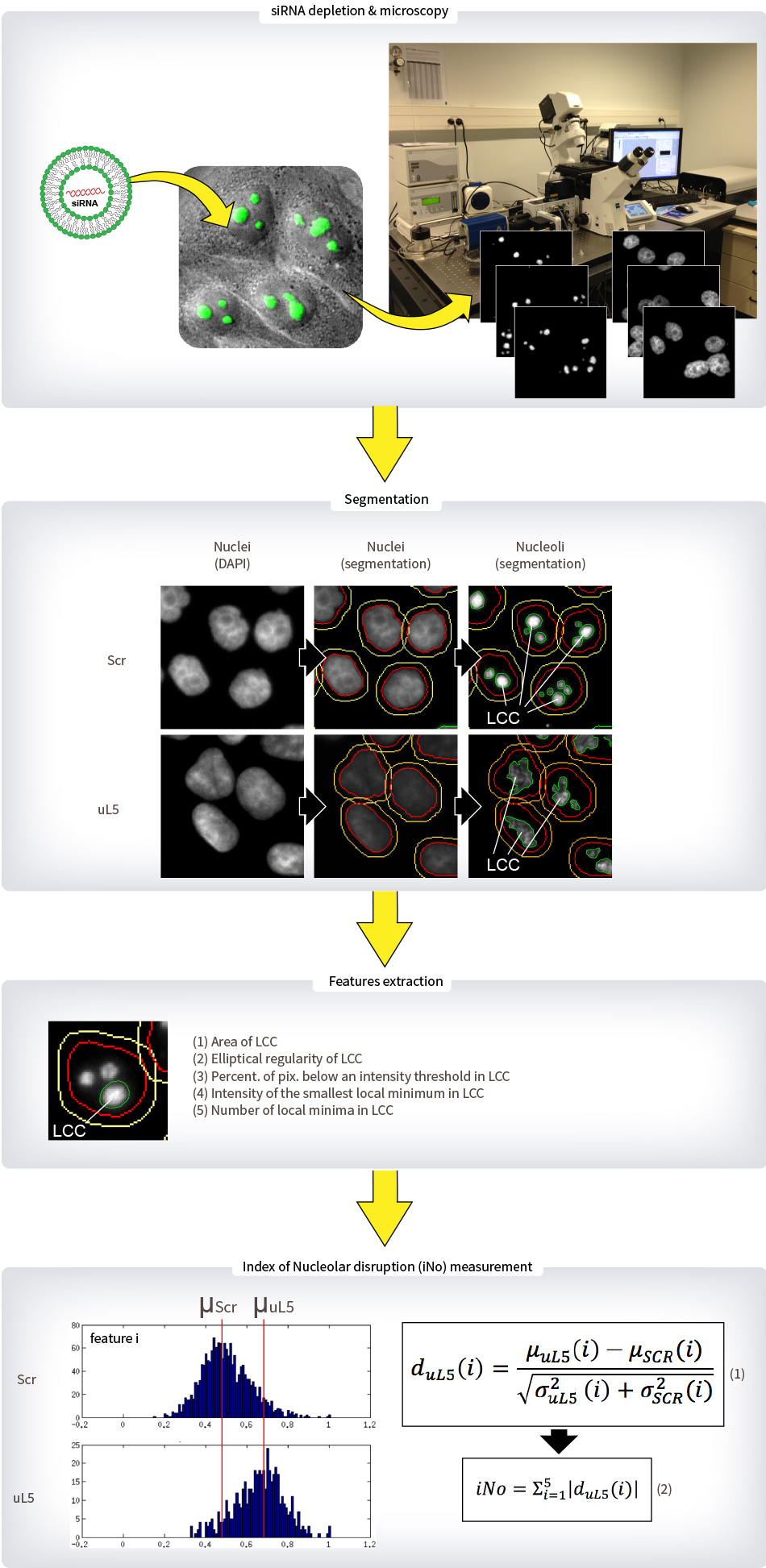 pictureMethod_Nucleolar